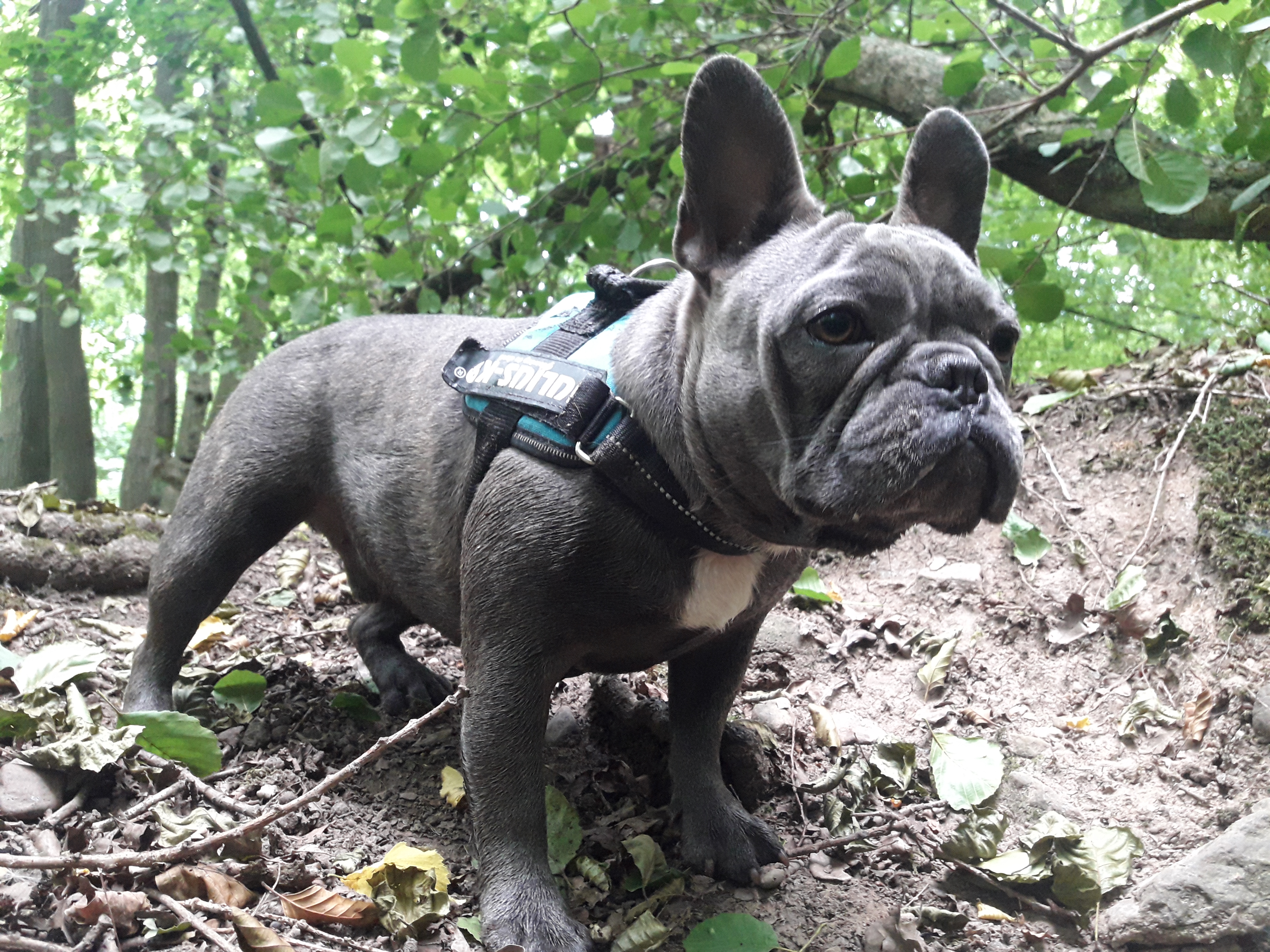 Bouledogue français en balade en forêt