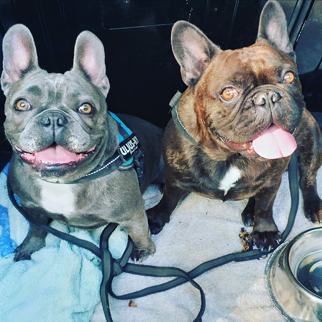 Deux bouledogues français souriants