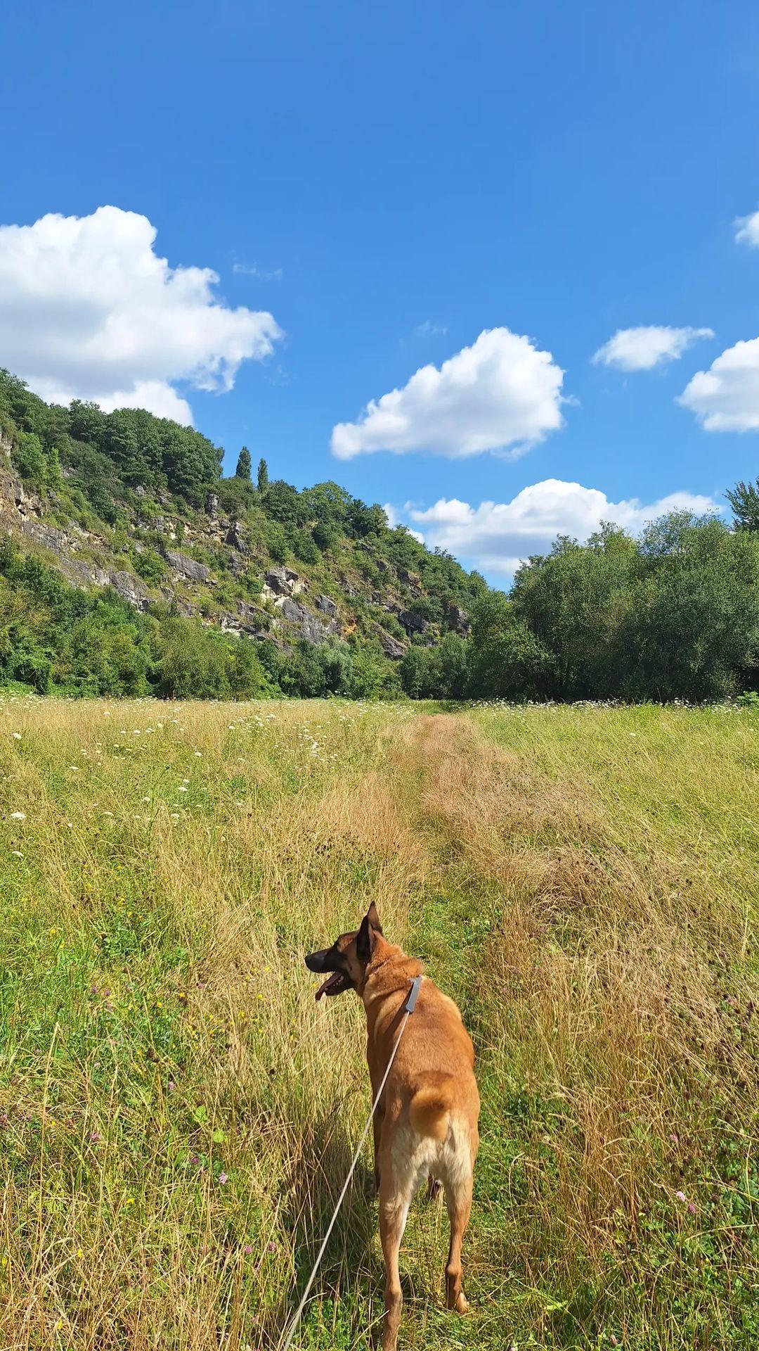 Malinois en balade dans un pré fleuri