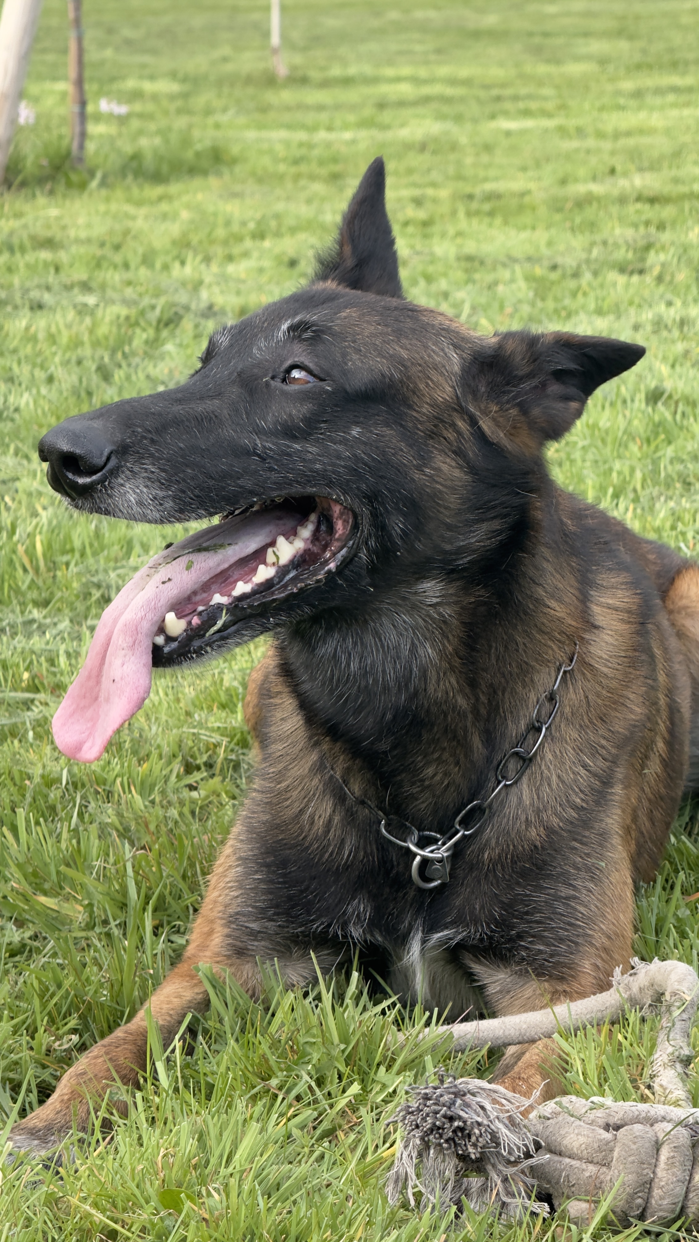 Malinois détendu sur l'herbe