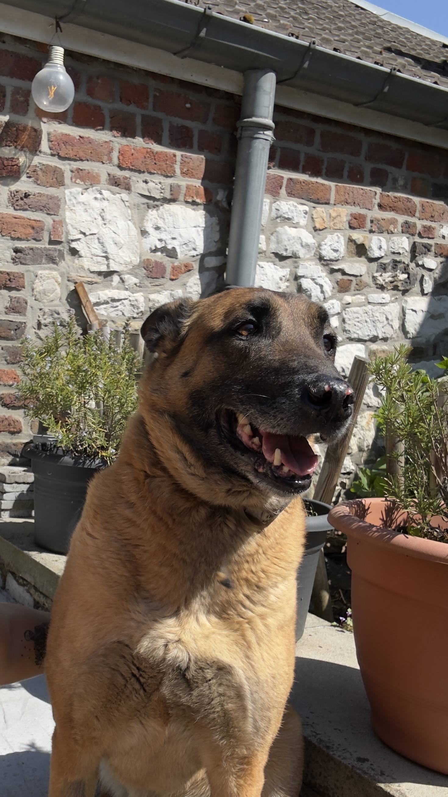 Malinois heureux au soleil — portrait chaleureux